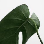 Elegant close-up of a green Monstera leaf on a white background.